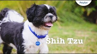 Shih Tzu Puppies amp Dogs  Breed Facts amp Information  Petplan [upl. by Akenihs]