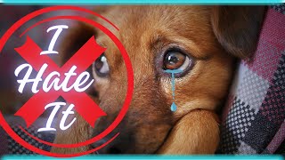 10 Things DOGS HATE that You SHOULD AVOID  Dog Owners Mistakes [upl. by Crosby]