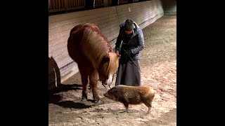 Piglets and horse [upl. by Slemmer741]