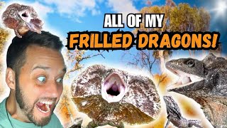 All of my FRILLED DRAGONS  The Best Pet Lizard [upl. by Agna]