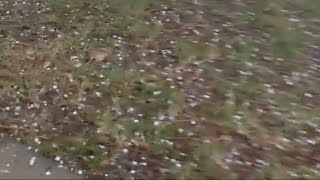 Joane Arlene is live Rain and Hail [upl. by Niowtna583]