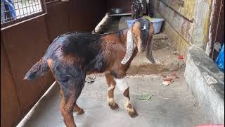 9346435810 offer hai lootlo kota cross bakri kota male kid for sale in masab tank 555 hotel hyd [upl. by Nahsar]