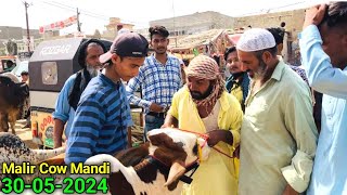 Biopari On Fire 🔥Ek Shikar 4 Kharidar 😳  Malir Mandi Karachi Cattle Update  Cow Mandi 2024 [upl. by Basilius]