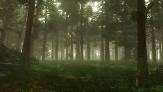 Forest Sounds  Woodland Ambience Bird Song [upl. by Rikahs]