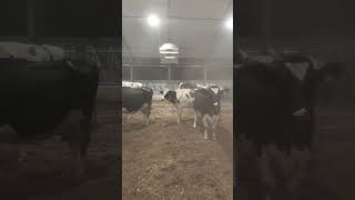 Last time doing this farming compost pack holsteins [upl. by Saihtam757]