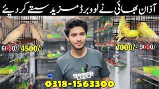 College Road Birds Market Rawalpindi  Warsi Birds Shop birdshouse youtubegrowth youtube [upl. by Nylorak634]