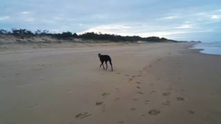 Greyhound realises he is off lead on the beach [upl. by Vola]