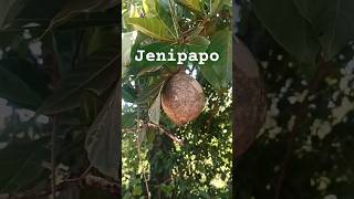 Quem conhece essa planta Dá um fruto maravilhoso jenipapo [upl. by Clarhe748]