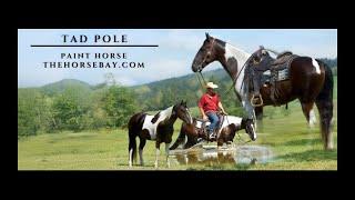 quotMeet Tad Polequot Black amp White Paint Gelding For Sale RanchYouthMounted Patrol [upl. by Cointon]