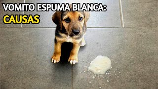 Perro Vomitando Espuma Blanca [upl. by Bush394]