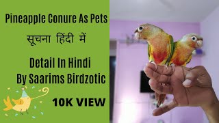 Pineapple Conure As Pets  Complete Guide In Hindi [upl. by Esil746]