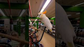 parrot screaming parrot youtubeshorts viral shortsvideo shortsviral shortshorts [upl. by Auqinom]