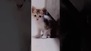 Fazal bakhsh🐾 viralvideo fazalbakhshcat catlover trendingshorts shortvideo viralshorts quran [upl. by Shuma220]