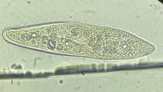 Paramecium Wet Mount [upl. by Ravo]