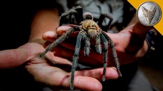 Giant Tarantula Shows Its Fangs [upl. by Ahsinotna862]