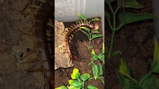 Scolopendra dehaani out after moulting and HUNGRY [upl. by Derek]