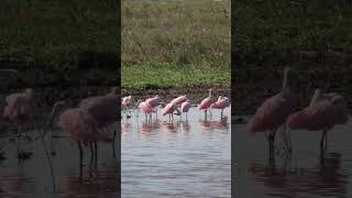 Roseate Spoonbills at Teal pond at Brazoria Wildlife Refuge pt 2 [upl. by Sirak]