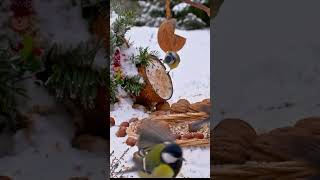 Birds at feeder nature birdstagram birdwatching birds wildlife animals birdslover lovesong [upl. by Sedda]