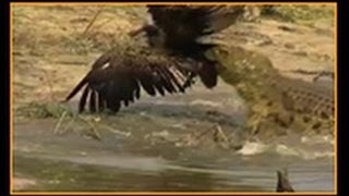 Unexpected Predation Vultures Swift End by Crocodile in the Wild 🐊🦅 [upl. by Coppock326]