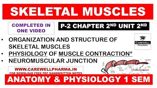 Skeletal Muscle  Physiology of Muscle Contraction  Neuromuscular Junction  Structure  Ch 2 U 2 [upl. by Wandy51]