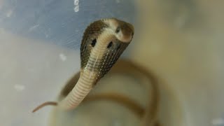 cobra baby releasingsnake kiran vizag8866368899 [upl. by Kroll]