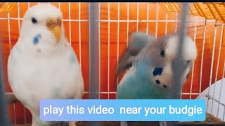 Play this video near your budgies💙💚🤍✨pets birds budgievideos [upl. by Delmar]