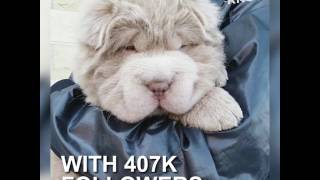 This adorable dog looks like a teddy bear [upl. by Dorelle]