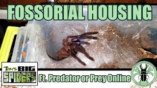 Setting Up Fossorial Tarantulas with Predator or Prey Online [upl. by Cathleen]