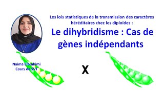 SVTLes lois statistiques de la transmission des caractèresdihybridisme  Cas de gènes indépendants [upl. by Dyanne391]