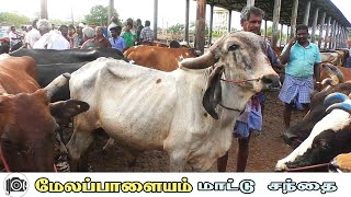 3092024 Melapalayam mattu santhai  மேலப்பாளையம் மாட்டு சந்தை [upl. by Frohman]