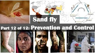 Sand fly Prevention and control measures [upl. by Ayrb]