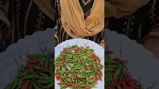 Birds eye chilli harvesting Seema mirchi chillies mygarden harvesting shortvideo gardening [upl. by Karlene]