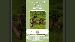 Deer Worms in Goats [upl. by Ramor44]