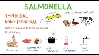 Salmonella  a quick introduction and overview [upl. by Ellicott669]