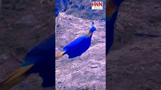 राष्ट्रिय पंक्षी डाँफे natural beauty The national bird of Nepal is the lophophorus [upl. by Enom]