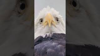 A Bald Eagles eyesight is 8x sharper than the human eye DidYouKnow EagleEyes NatureFacts [upl. by Stanly]