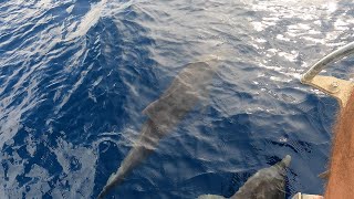 First Time Seeing Dolphins Solo Sailing in Tobago [upl. by Eldwin]