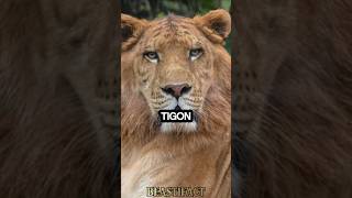 Tigon 🐯 Worlds RAREST Big Cat 😱 tigon liger animalfacts [upl. by Eehtomit]