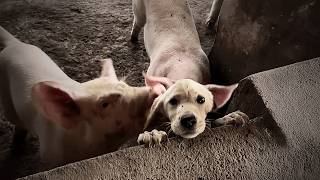 Neglected by his owner and starving he entered a pigpen seeking food but pigs drove him out [upl. by Inhsor]