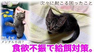 ND504【子猫】次々に起こる困ったこと…食欲不振で給餌対策。【保護猫】 [upl. by Ahsanat]