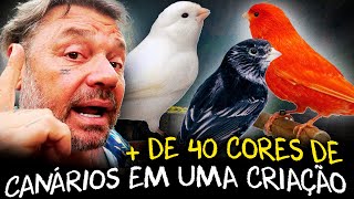 A ARTE DE CRIAR CANÁRIOS BELEZA E DIVERSIDADE EM PLUMAS [upl. by Notsle]