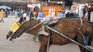 Koutoubia Mosque Djemaa elFna Marrakesh Morocco المغرب‎ ساحة جامع الفناء مراكش [upl. by Jaymee952]