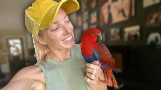 How to Train and Bond With Eclectus Parrots  Basic Parrot Training Where to Start [upl. by Yelich]