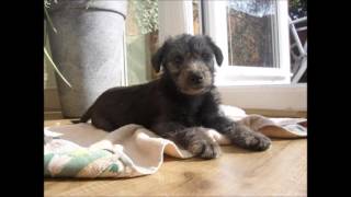 Bedlington Whippet Puppy [upl. by Cheslie968]