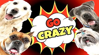 Sounds That Make Dogs Go Crazy GUARANTEED [upl. by Morganstein]