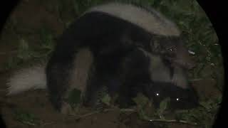 Striped Hognosed Skunks Conepatus semistriatus mating in Drake Bay Costa Rica [upl. by Itsur]