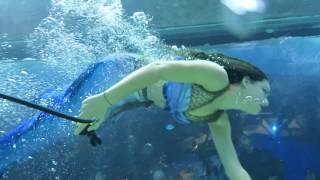 Mermaid Eena Swimming at Adventure Aquarium [upl. by Web]