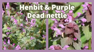 How to identify amp use Henbit and Purple Dead Nettle [upl. by Airalav831]