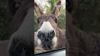 Donkeys Say Hi Hilarious Herd Greets Curious Car Passenger [upl. by Strain]