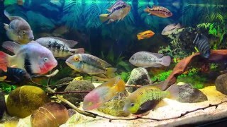 HDAmerican Cichlids Community Tank update 31122015 [upl. by Nikkie737]